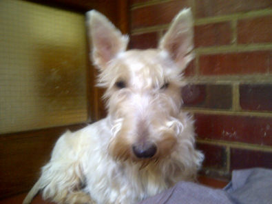 wheaten scottish terrier puppies for sale wheaten scottish terriers scotties for sale west rand dogs and puppies wheaten scottish terrier puppies for sale wheaten scottish terriers scotties for sale west rand dogs and puppies